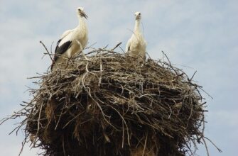 що означає коли лелека ходить по городу