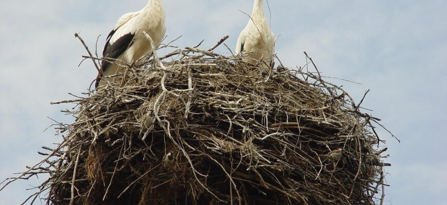 що означає коли лелека ходить по городу