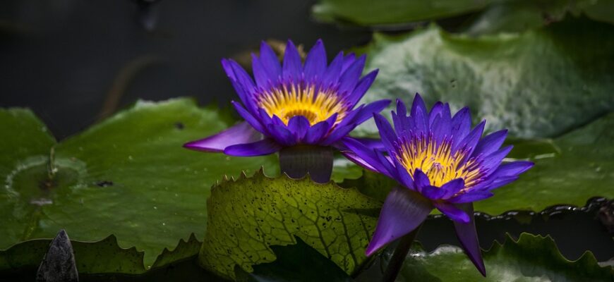 сценарій до дня вчителя вітаємо вас