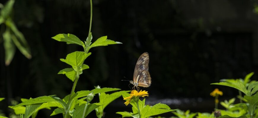 сценарій випускного 4 клас нуш