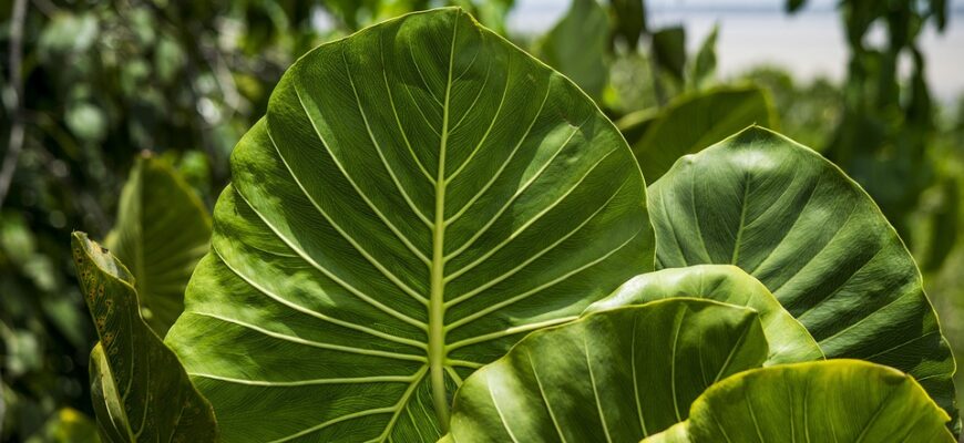 сценарій до великодня (старша група)