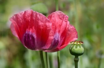 мак користь і шкода