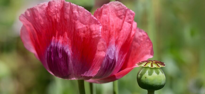 мак користь і шкода