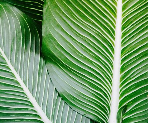 листя шовковиці користь і шкода