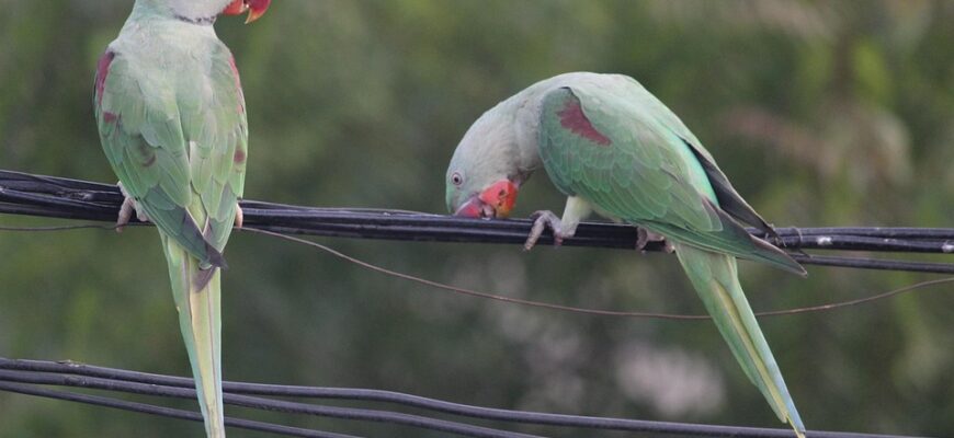 два вислови про успіх