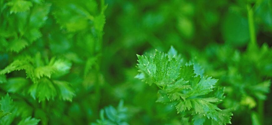 корінь петрушки користь і шкода