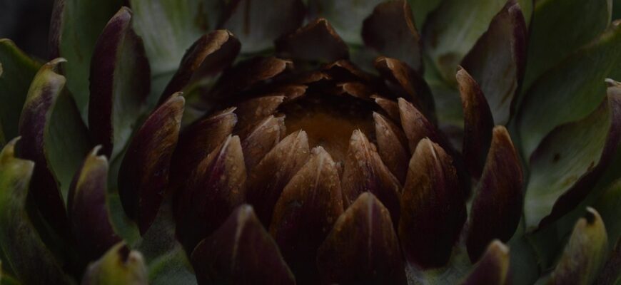 артишок користь і шкода