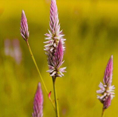 амарантова олія користь і шкода