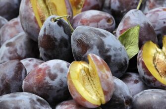 сливи користь і шкода