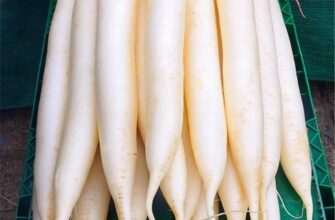 чорна редька користь і шкода