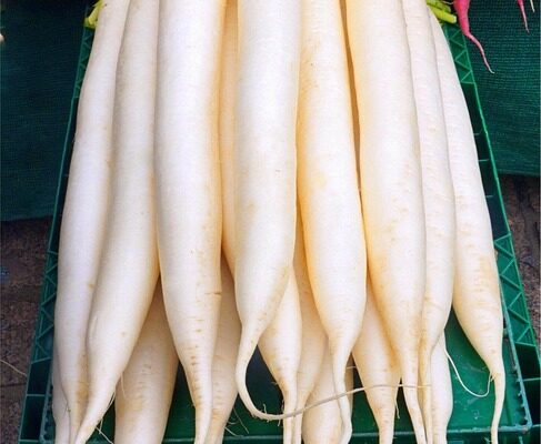 чорна редька користь і шкода