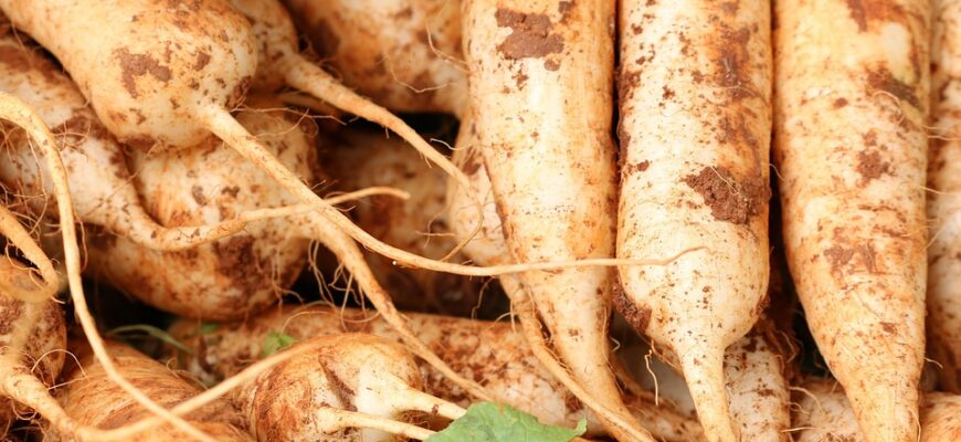 редиска користь і шкода