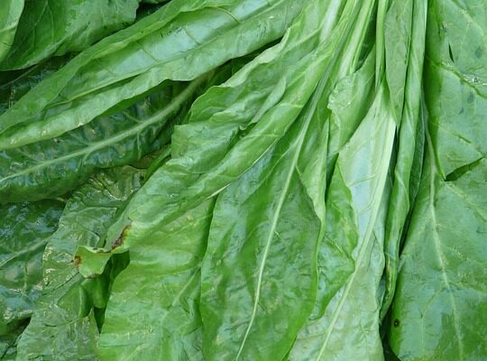 шпинат користь і шкода