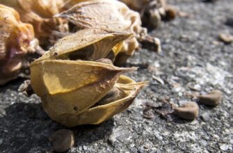 каркаде користь і шкода