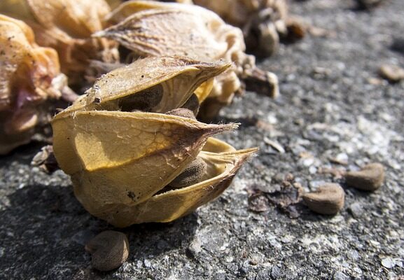 каркаде користь і шкода