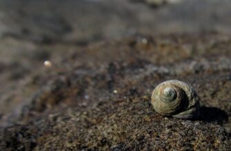 крилаті вислови цитати шевченка