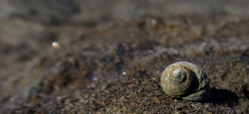 крилаті вислови цитати шевченка