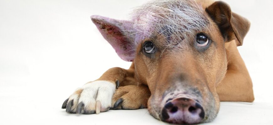 вислови про мову картинки