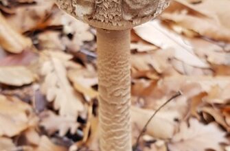 листя сени користь і шкода