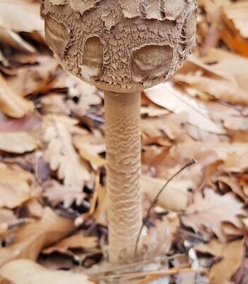 листя сени користь і шкода