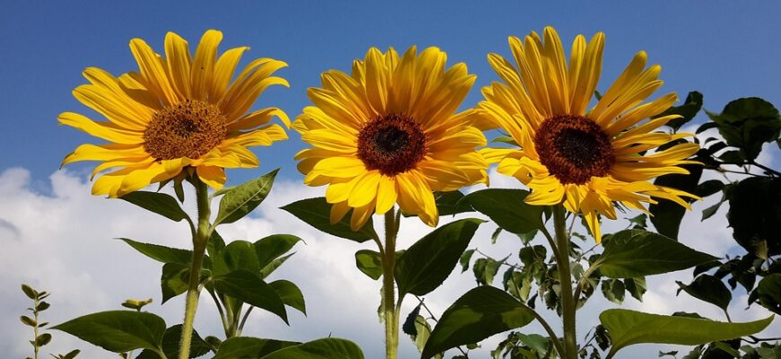що означає бути природі другом