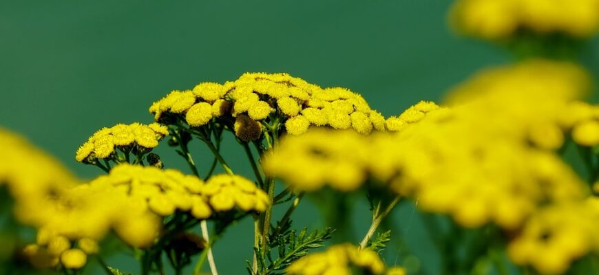 пижма користь і шкода