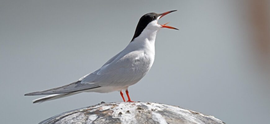 антистрептолізин-о підвищений що означає