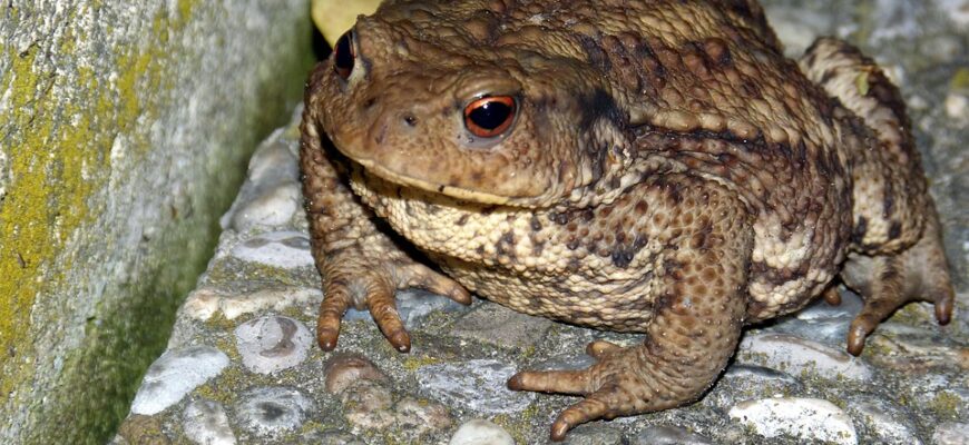 що означає жаба в дворі