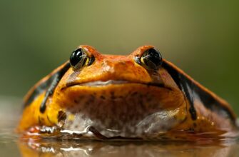 томатний сік користь і шкода