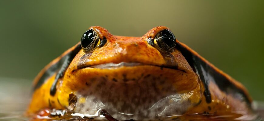 томатний сік користь і шкода