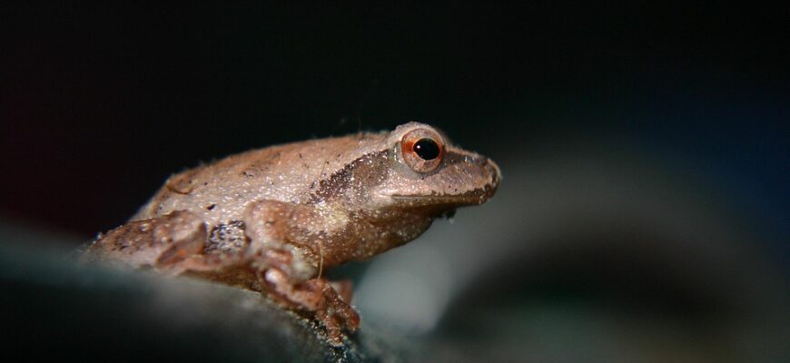 що означає жаба на продуктах