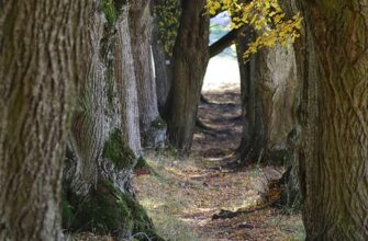 цвіт липи користь і шкода