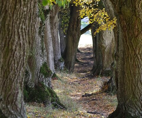 цвіт липи користь і шкода