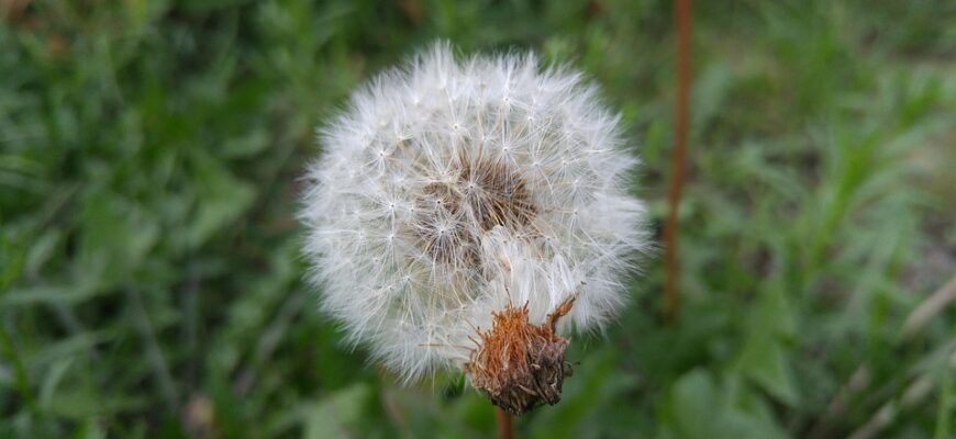 цвіт бузини користь і шкода