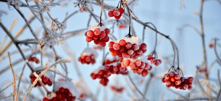 калина користь і шкода