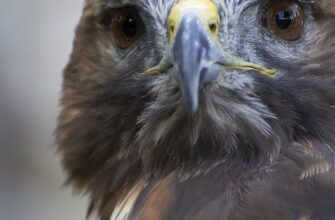 вислови про мир