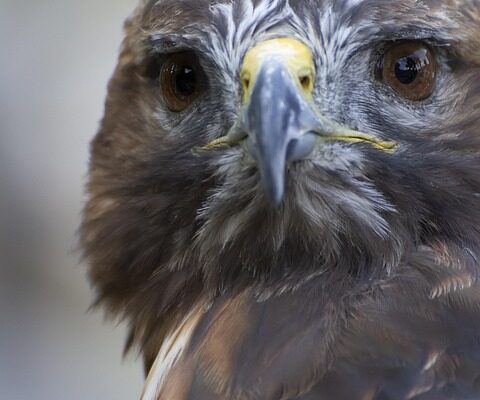 вислови про мир