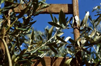 оливкова олія користь і шкода