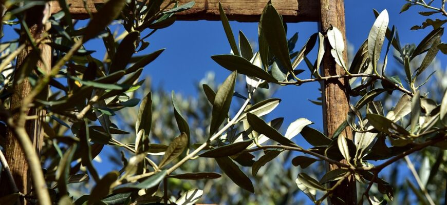 оливкова олія користь і шкода