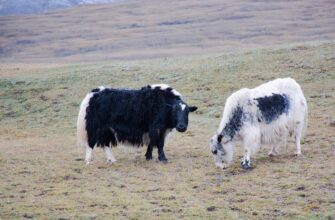 хтозна який