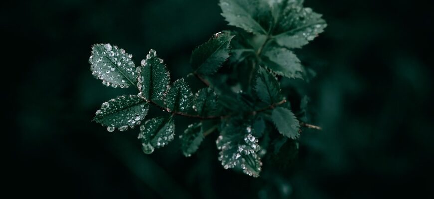 темно зелений