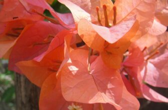 що означає амор фаті