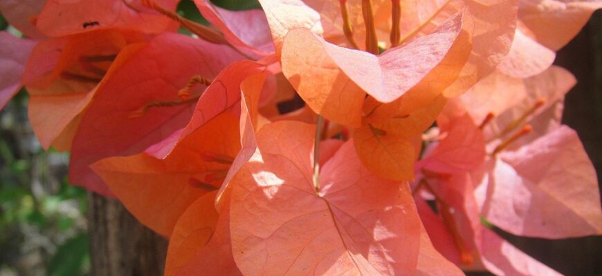 що означає амор фаті