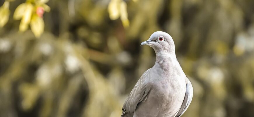що означає коли сниться змія яка кусає за руку