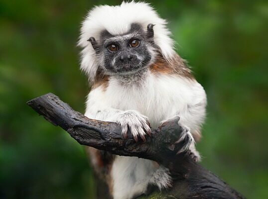 топ менеджер