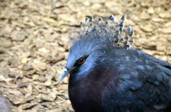 що означає хохол