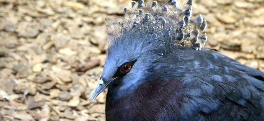 що означає хохол