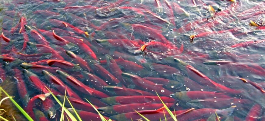 риба кета користь і шкода