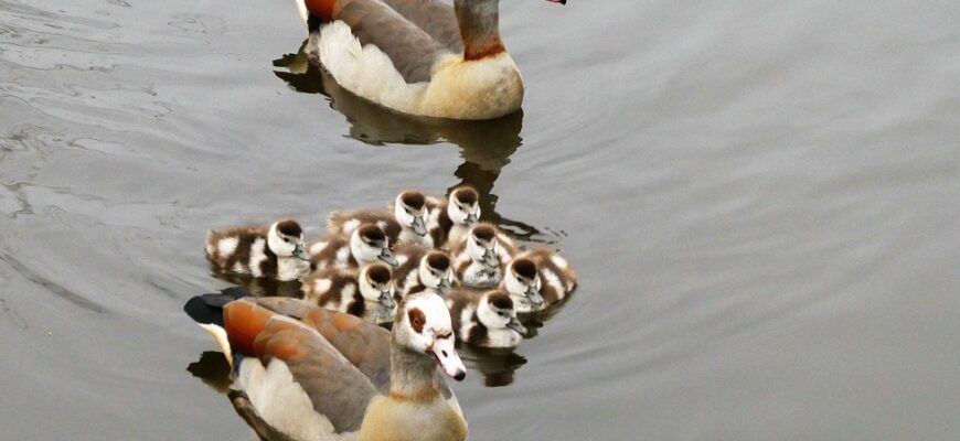 срав пес перділи гуси що означає