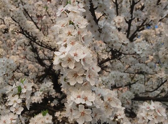 сніжно білий